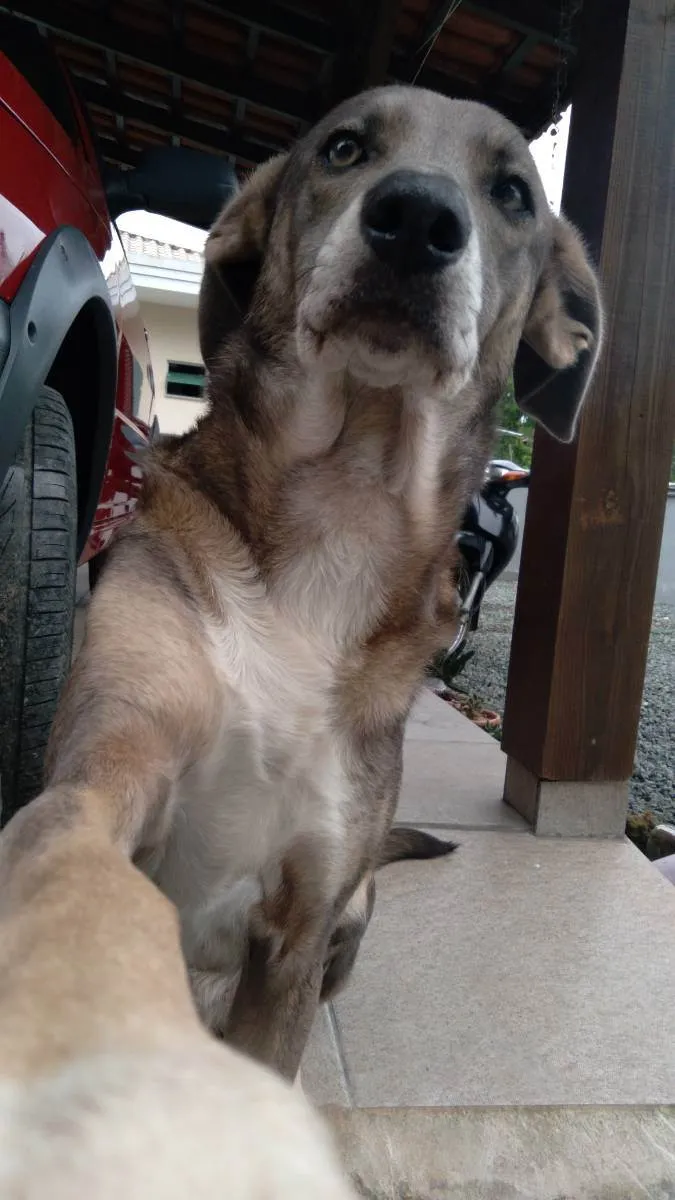 Cachorro ra a Weimaraner idade 5 anos nome Mel