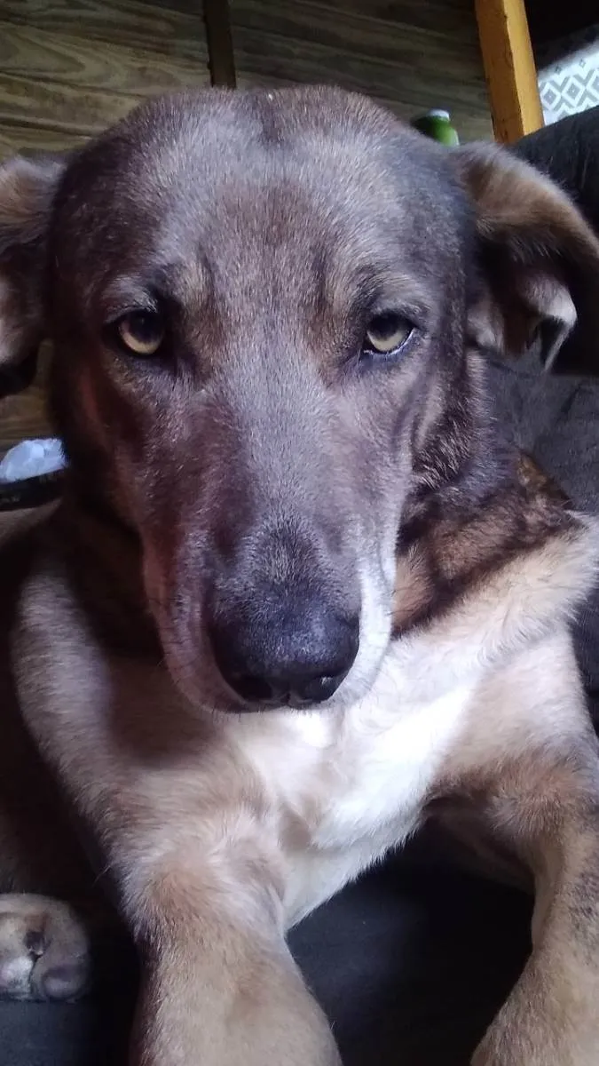 Cachorro ra a Weimaraner idade 5 anos nome Mel