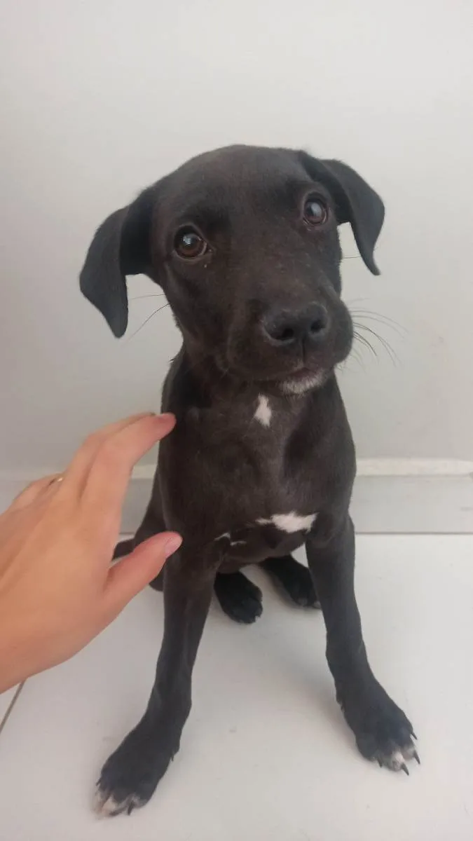 Cachorro ra a SRD idade 2 a 6 meses nome Juju