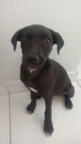 Juju