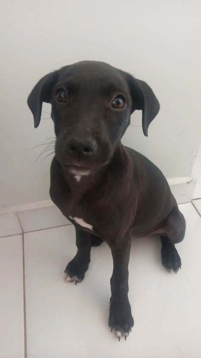 Cachorro ra a SRD idade 2 a 6 meses nome Juju