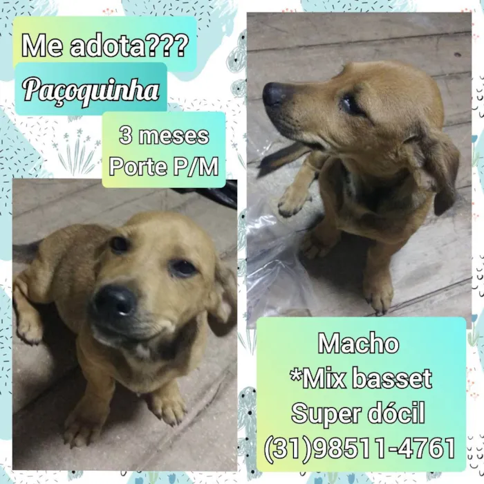 Cachorro raça SRD idade 2 a 6 meses nome Paçoquinha