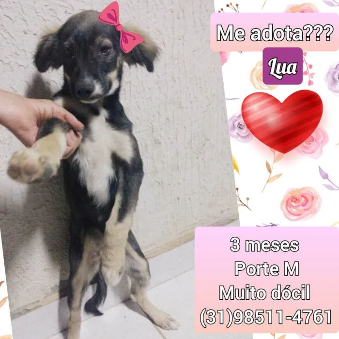 Cachorro raça SRD idade 2 a 6 meses nome Lua