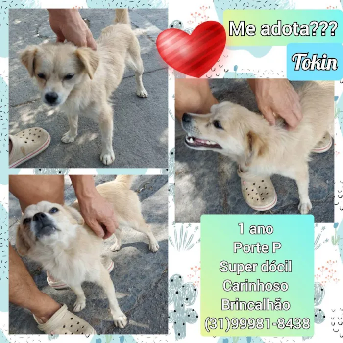 Cachorro raça SRD idade 1 ano nome Tokin