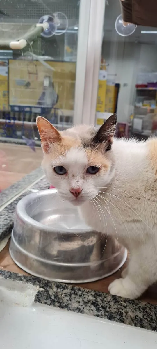 Gato raça SRD idade 6 ou mais anos nome BRANCA