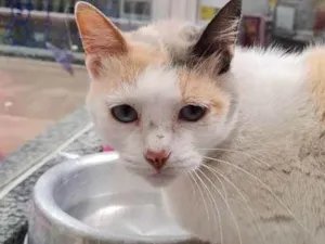 Gato raça SRD idade 6 ou mais anos nome BRANCA