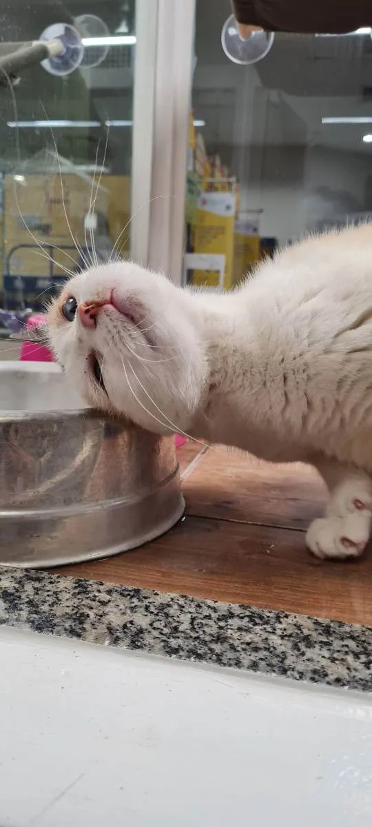 Gato raça SRD idade 6 ou mais anos nome BRANCA