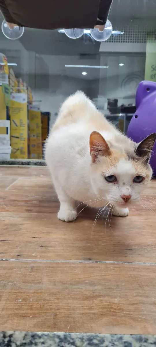 Gato raça SRD idade 6 ou mais anos nome BRANCA