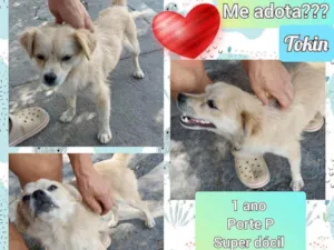 Cachorro raça SRD idade 1 ano nome Tokin