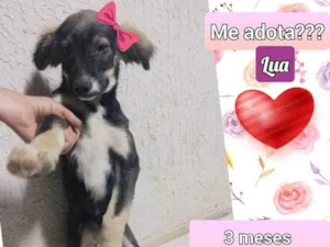 Cachorro raça SRD idade 2 a 6 meses nome Lua