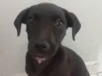 Juju