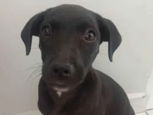 Cachorro raça SRD idade 2 a 6 meses nome Juju
