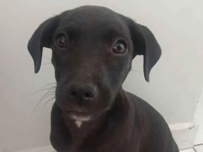 Cachorro ra a SRD idade 2 a 6 meses nome Juju