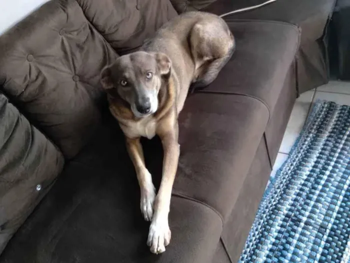 Cachorro ra a Weimaraner idade 5 anos nome Mel