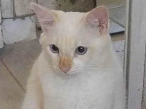 Gato raça SRD idade 3 anos nome Marlin