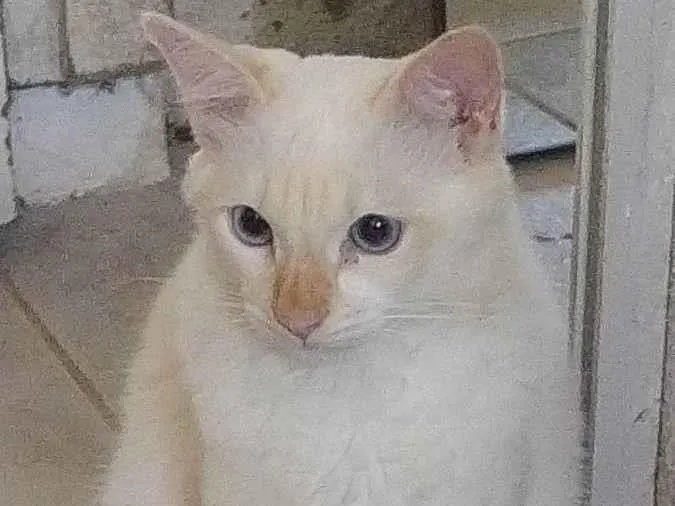 Gato ra a SRD idade 3 anos nome Marlin