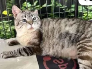 Gato raça Srd idade 2 anos nome Helo