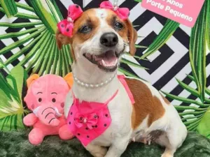 Cachorro raça Srd idade 2 anos nome Gigi