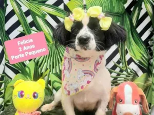 Cachorro raça Srd idade 2 anos nome Felicia 