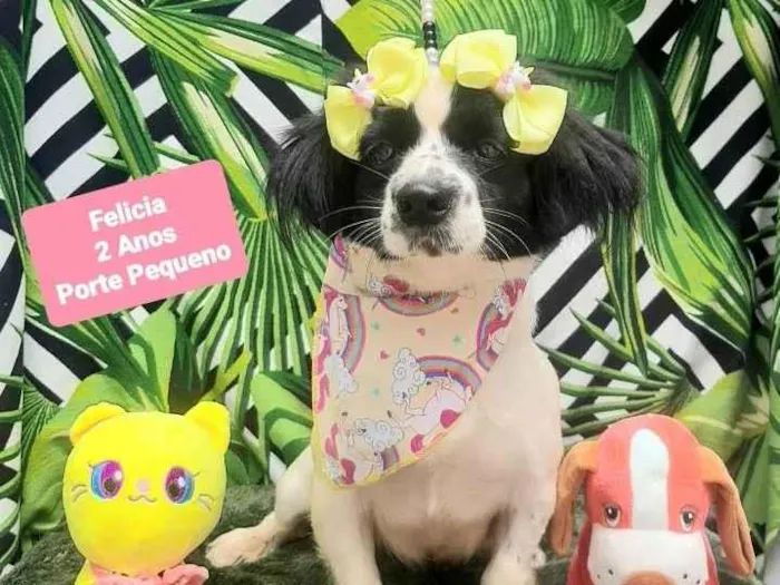 Cachorro raça Srd idade 2 anos nome Felicia 
