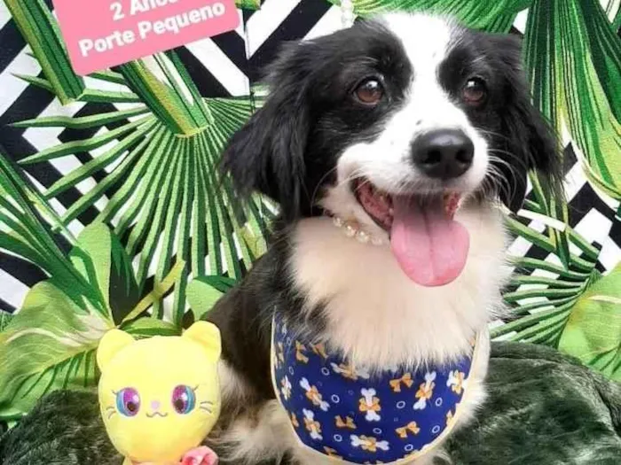 Cachorro raça Srd idade 2 anos nome Maneco