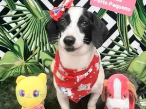 Cachorro raça Srd idade 3 anos nome Pity