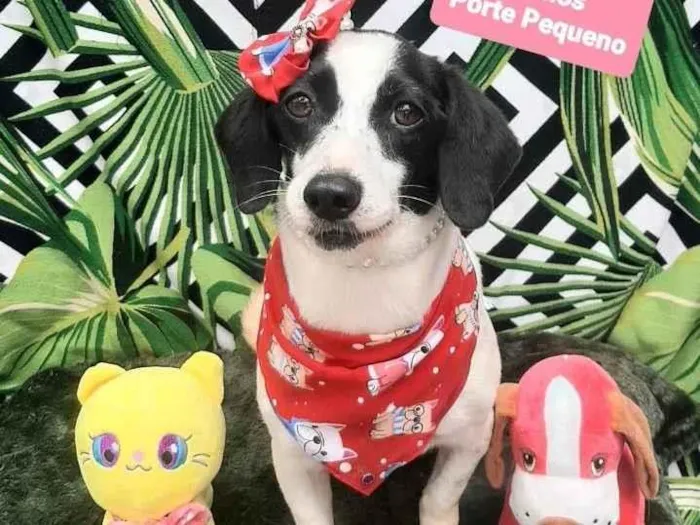 Cachorro raça Srd idade 3 anos nome Pity