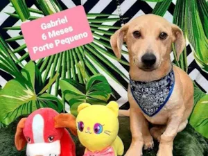 Cachorro raça Srd idade 2 a 6 meses nome Gabriel 