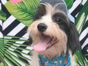 Cachorro raça Srd idade 1 ano nome Miguel 