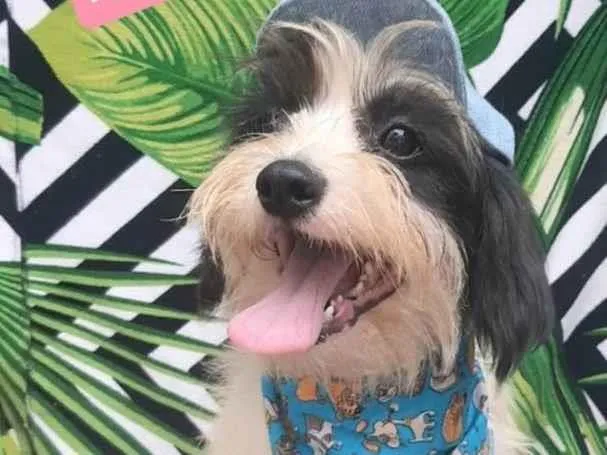 Cachorro raça Srd idade 1 ano nome Miguel 