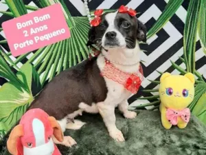 Cachorro raça Srd idade 2 anos nome Bom bom