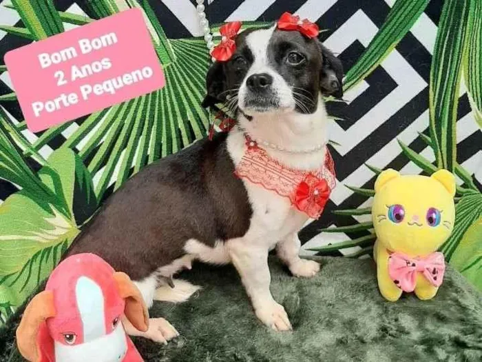 Cachorro raça Srd idade 2 anos nome Bom bom