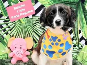 Cachorro raça Srd idade 1 ano nome Betinho 
