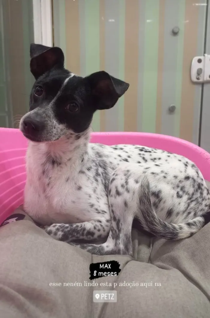 Cachorro raça SRD idade 7 a 11 meses nome MAX