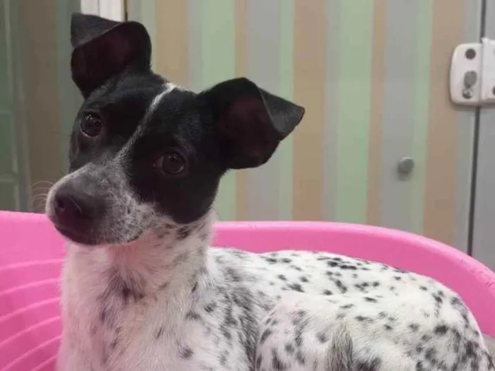 Cachorro raça SRD idade 7 a 11 meses nome MAX