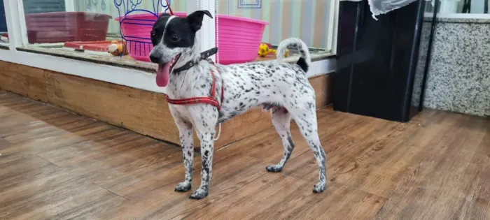 Cachorro raça SRD idade 7 a 11 meses nome MAX