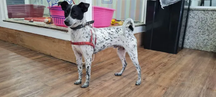 Cachorro raça SRD idade 7 a 11 meses nome MAX