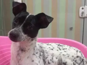 Cachorro raça SRD idade 7 a 11 meses nome MAX