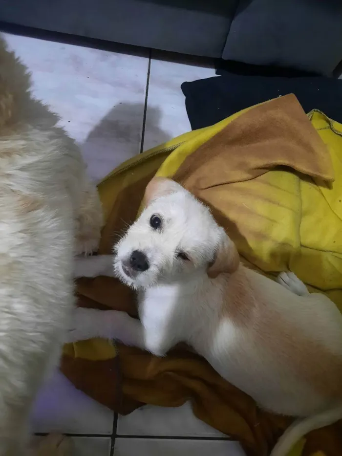 Cachorro raça SRD idade Abaixo de 2 meses nome JADE
