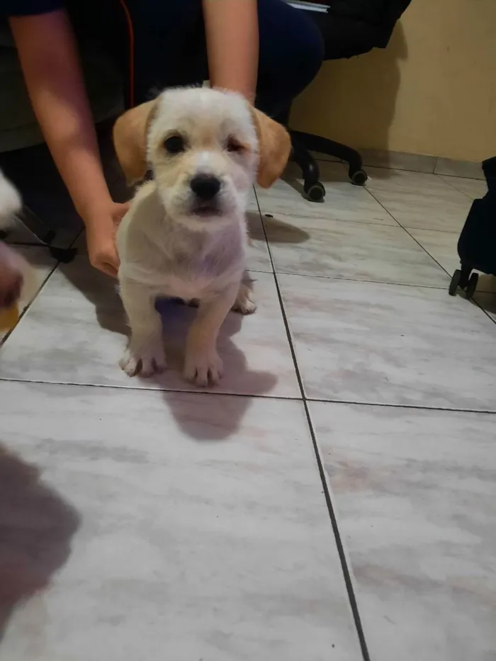 Cachorro raça SRD idade Abaixo de 2 meses nome JADE