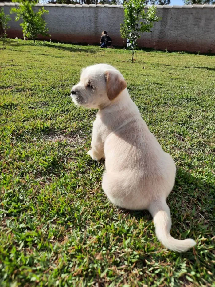 Cachorro raça SRD idade Abaixo de 2 meses nome JADE