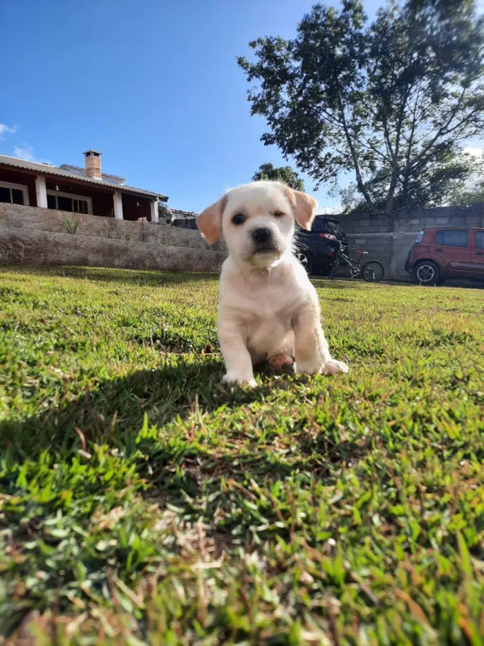 Cachorro raça SRD idade Abaixo de 2 meses nome JADE