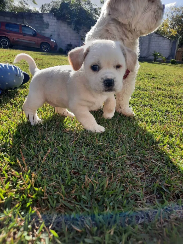 Cachorro raça SRD idade Abaixo de 2 meses nome JADE