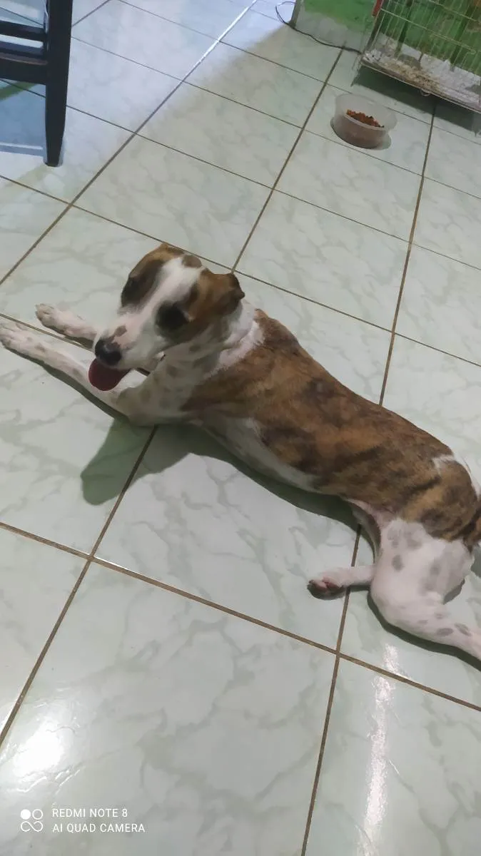 Cachorro raça Vira lata idade 2 anos nome Max