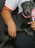 Farofa