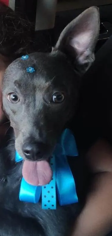 Cachorro raça Vira-lata idade 1 ano nome Farofa
