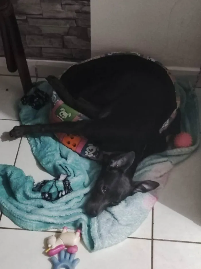Cachorro raça Vira-lata idade 1 ano nome Farofa