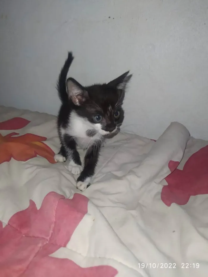 Gato ra a Sem raças idade 2 a 6 meses nome sem 