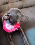 Farofa