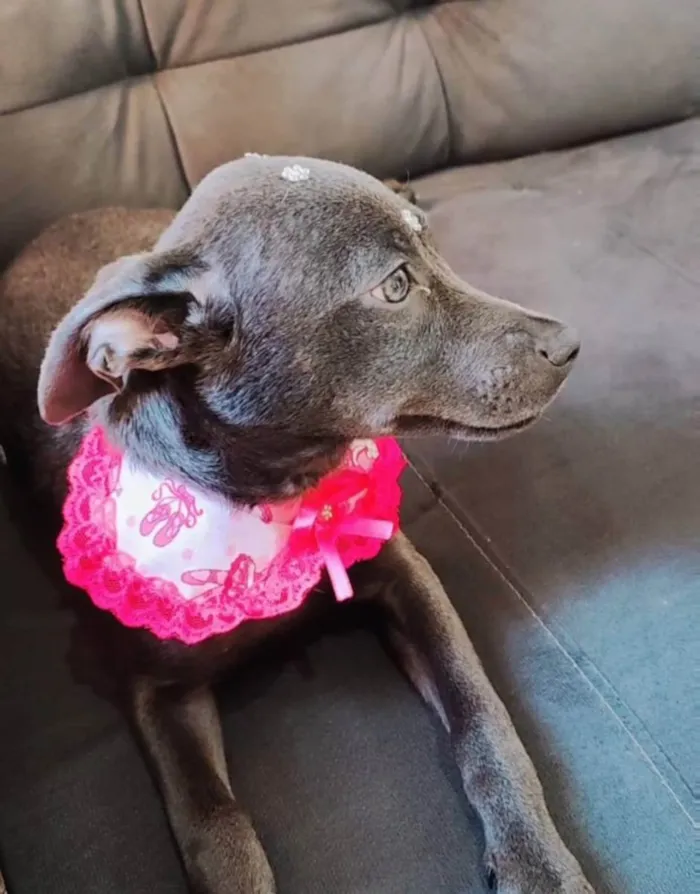 Cachorro raça Vira-lata idade 1 ano nome Farofa